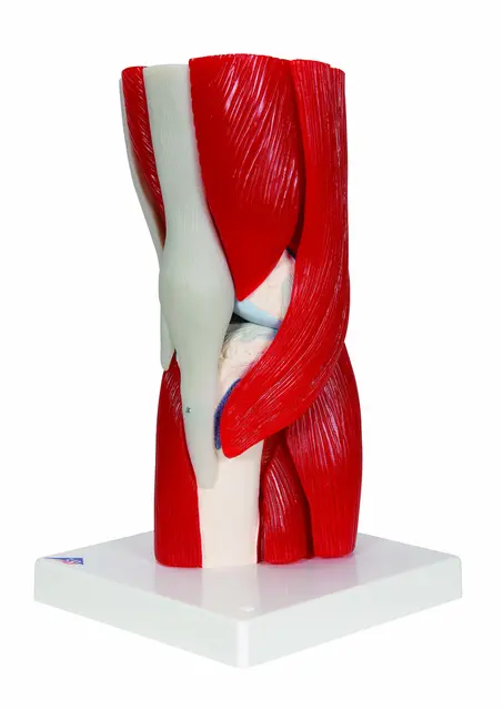3B Knee Joint with Removable Muscles 12 parts 