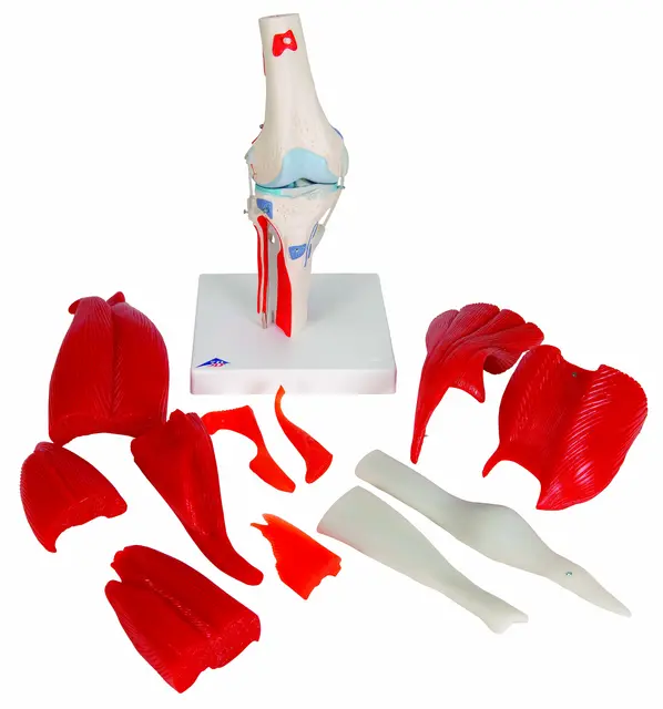 3B Knee Joint with Removable Muscles 12 parts 