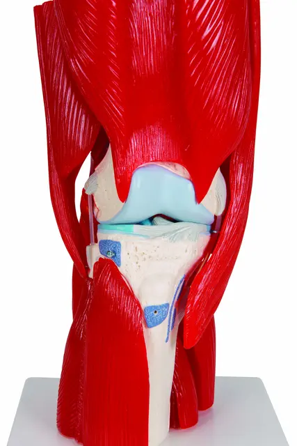 3B Knee Joint with Removable Muscles 12 parts 