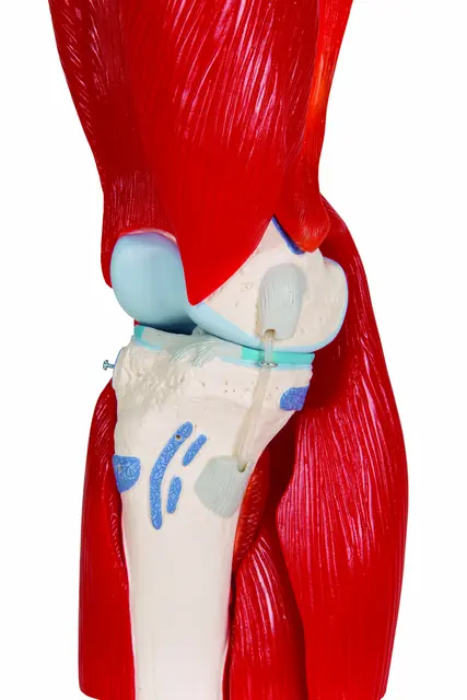 3B Knee Joint with Removable Muscles 12 parts 