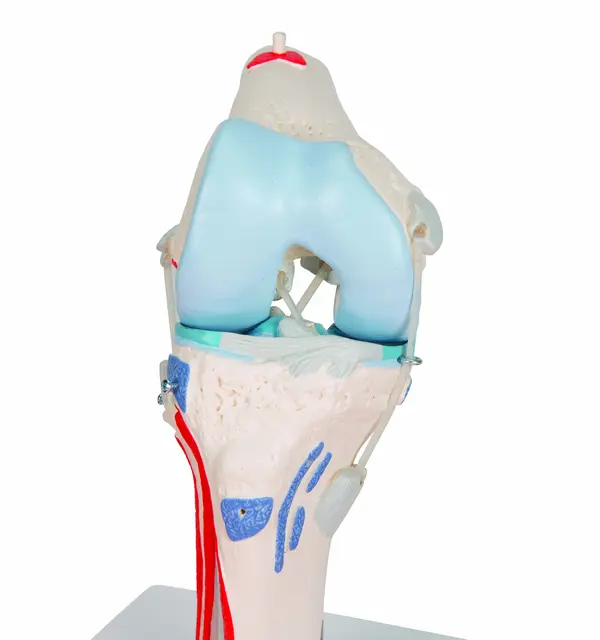 3B Knee Joint with Removable Muscles 12 parts 