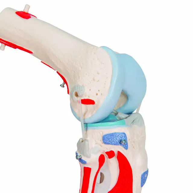 3B Knee Joint with Removable Muscles 12 parts 