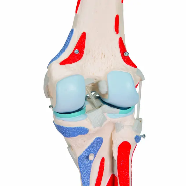 3B Knee Joint with Removable Muscles 12 parts 