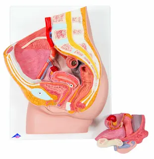 3B Female Pelvis in Median Section 2 Part