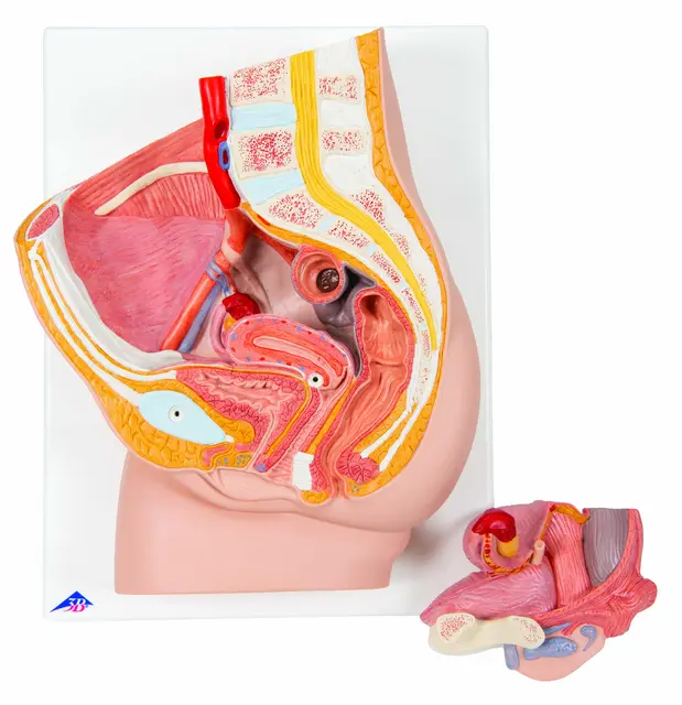3B Female Pelvis in Median Section 2 Part 