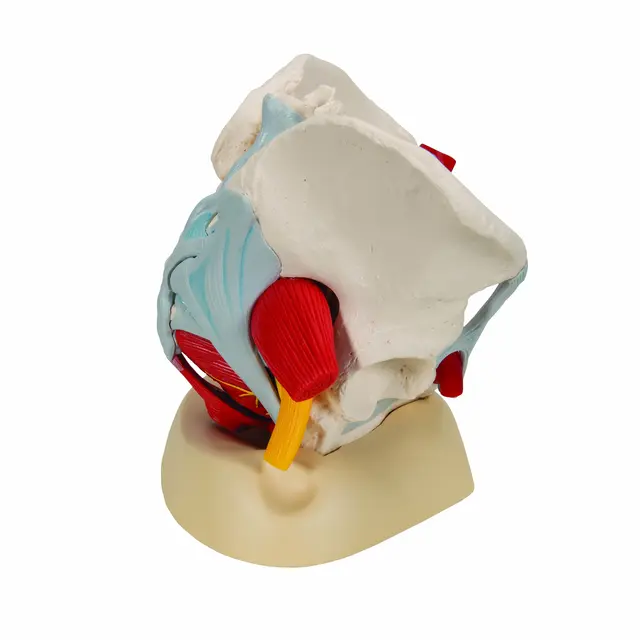 3B Human Female Pelvis 