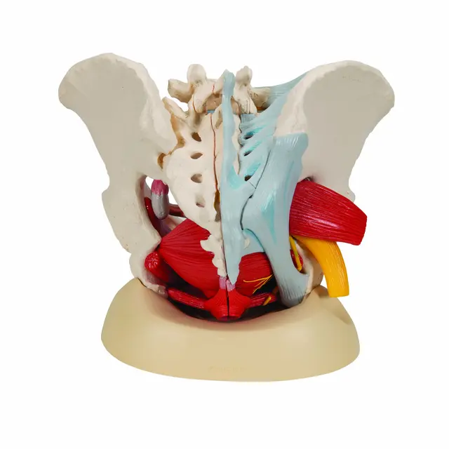 3B Human Female Pelvis 