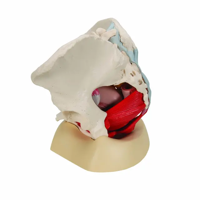 3B Human Female Pelvis 