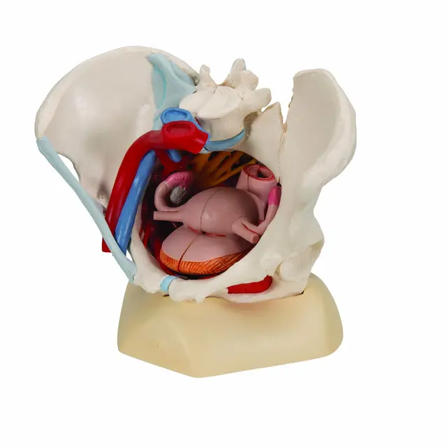 3B Human Female Pelvis 