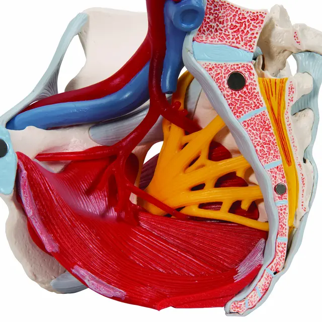 3B Human Female Pelvis 