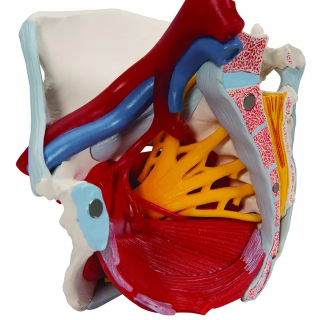 3B Human Female Pelvis 