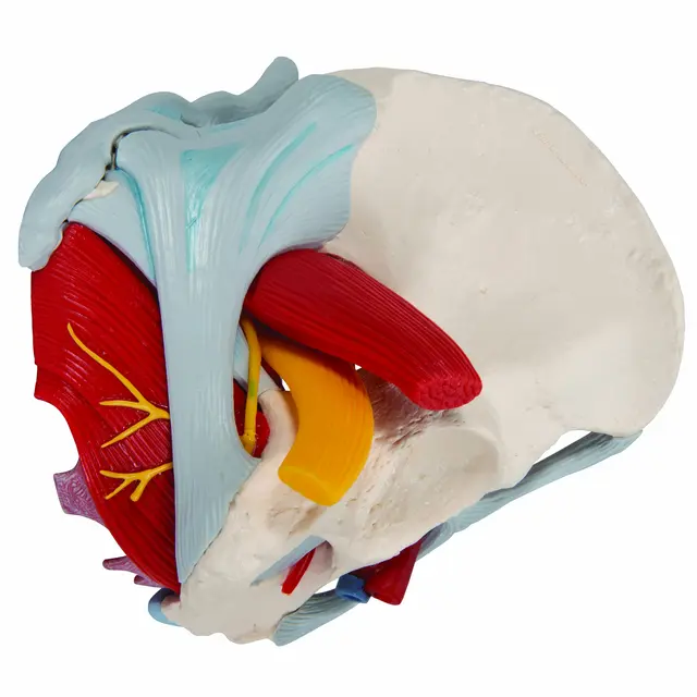 3B Human Female Pelvis 