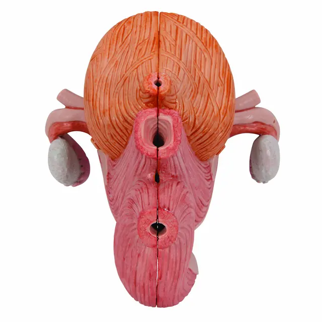 3B Human Female Pelvis 