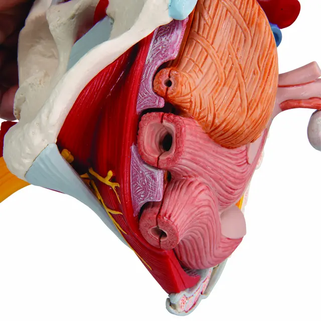 3B Human Female Pelvis 