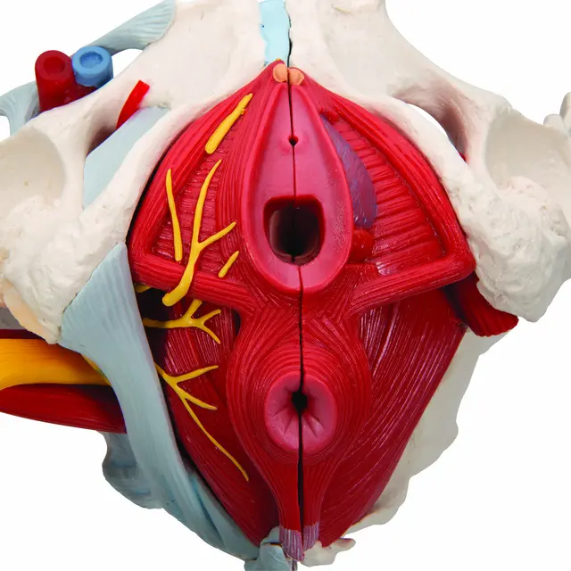 3B Human Female Pelvis 