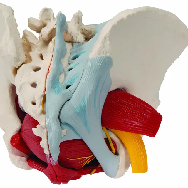 3B Human Female Pelvis 