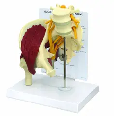 Hofte m. Isjasnerve og Muskler Life-Size Modell