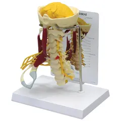 3B Deluxe Cervical Columna Med Muskler