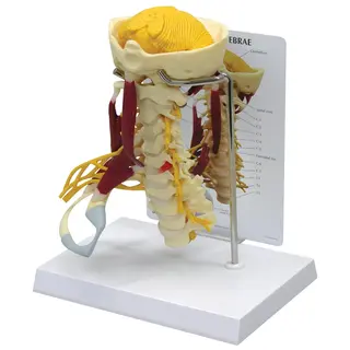 3B Deluxe Cervical Columna Med Muskler