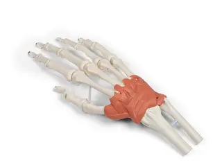 H&#229;nd m/ Ligamenter H&#229;ndledd