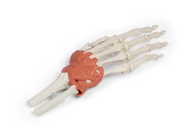 Hånd m. Ligamenter Håndledd 