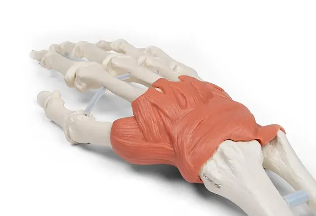 Hånd m. Ligamenter Håndledd 