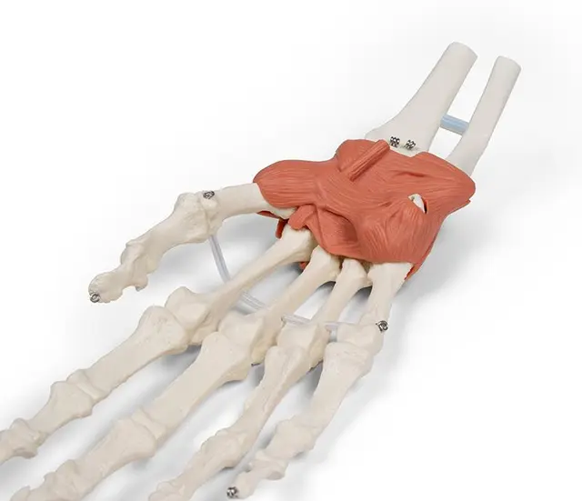 Hånd m. Ligamenter Håndledd 