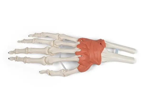 Hånd m. Ligamenter Håndledd 