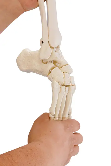 Fotskjelett m/ Tibia og Fibula Fleksibel 