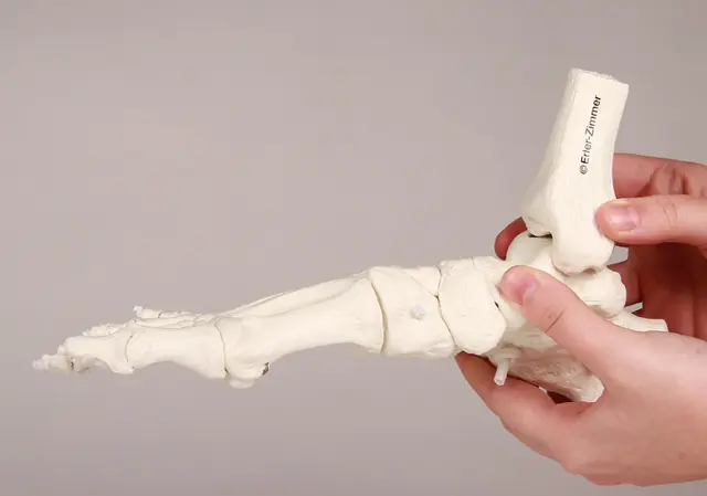 Fotskjelett m/ Tibia og Fibula Fleksibel 
