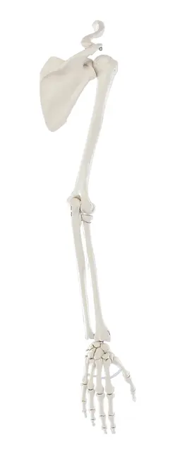Skjelett arm m. skulder og krageben 6016 