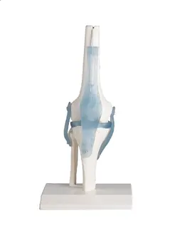 Kne m/ ligament &amp; Stativ. Modell 4552