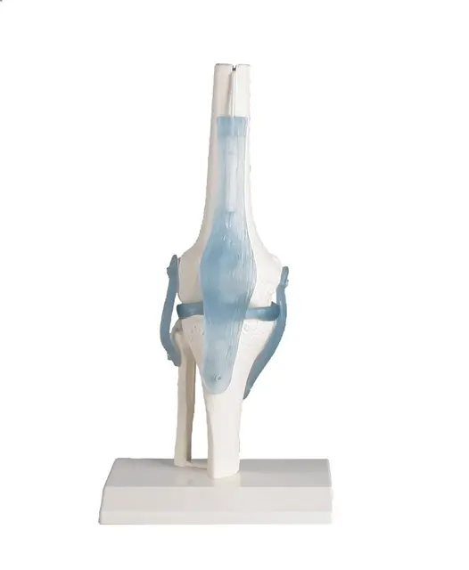 Kne m. ligament og stativ 4552 