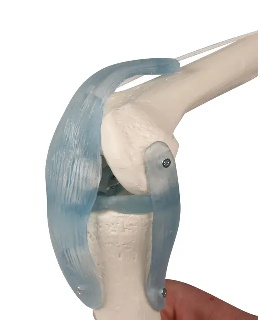 Kne m. ligament og stativ 4552 