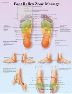 Plakat Foot Reflex Zone Massage 50 x 67 cmLaminert