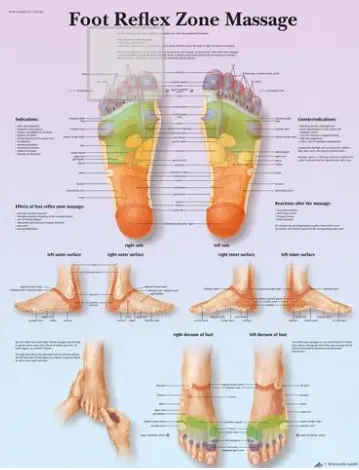 Plakat Foot Reflex Zone Massage 50 x 67 cmLaminert 