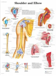 Plakat Shoulder and Elbow 50x67 cm Laminert