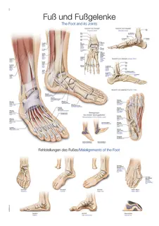 Plakat Foot and Ankle