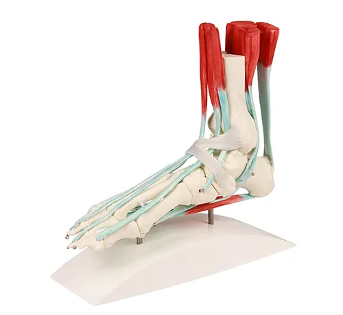 Foot skeleton 6052 with ligaments On stand 