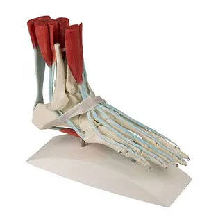 Foot skeleton 6052 with ligaments On stand