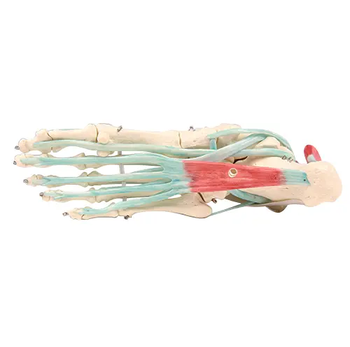 Foot skeleton 6052 with ligaments On stand 