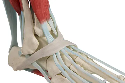 Foot skeleton 6052 with ligaments On stand 