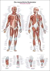 Plakat Human musculature AL500