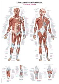 Plakat Human Musculature