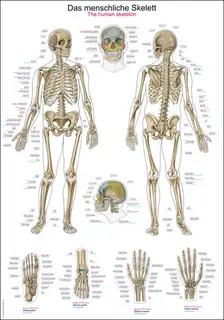 Plakat Human skeleton