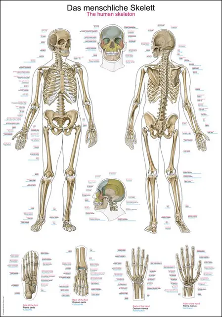 Plakat Human skeleton AL102 