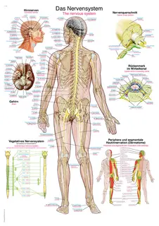 Plakat Nervous system