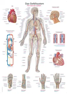 Plakat Vascular System