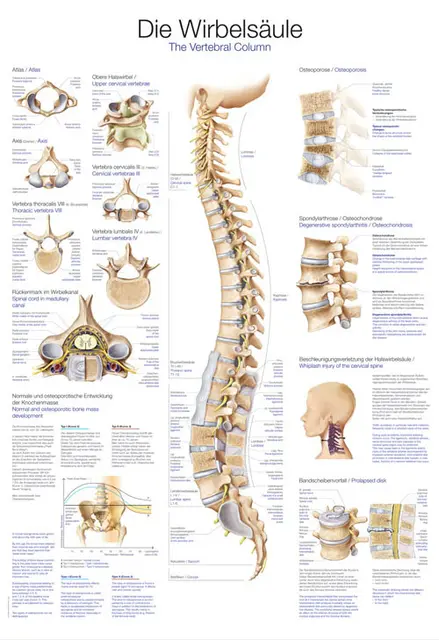 Plakat The Vertebral Column AL107 