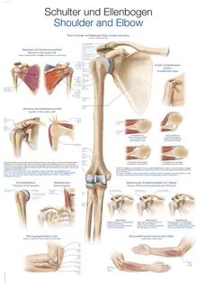 Plakat Shoulder and Elbow